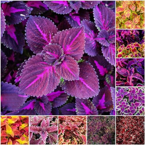 15 pcs buntnessel samen mischung - wiesenblumen samen pflanztopf Coleus scutellarioides, blumensamen geschenk bienenfreundliche blumensamen mini garten bonsai topf blumen deko blumen von WJKWY-Q