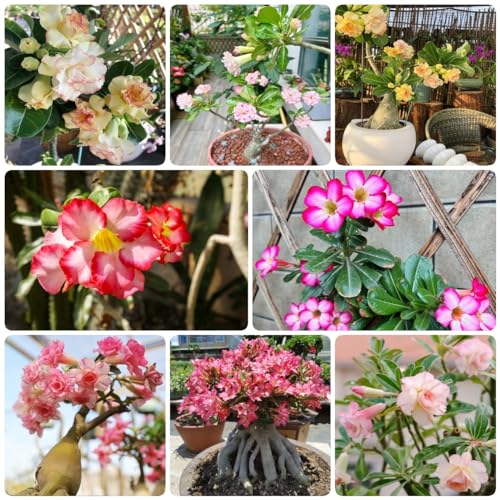 15 pcs wüstenrose pflanze winterhart samen, seed gastgeschenke hochzeit blumensamen desert rose - Adenium obesum - Seltene Pflanzen serie bonsai topf dekopflanzen wildblumen schmetterlingswiese von WJKWY-Q