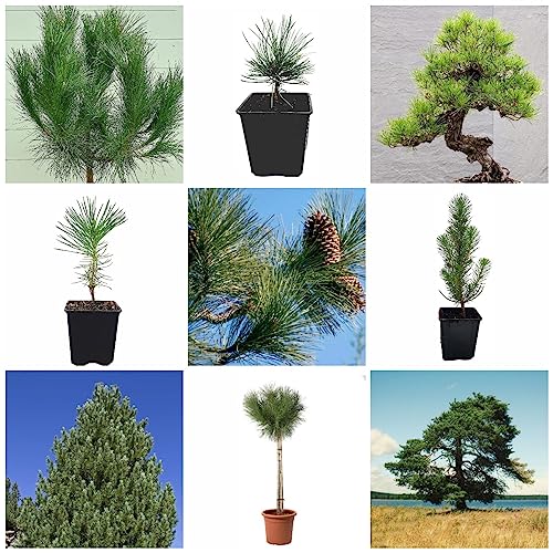 15 pcs zwergkiefer samen - exotische zimmerpflanzen Pinienkerne Pinus - Seltene Pflanzen serie - balkonpflanzen extrem winterharte kübelpflanzen bäume kaufen nachhaltigkeit geschenke von WJKWY-Q