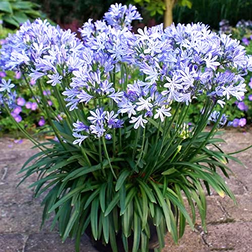 150 Stück agapanthus winterhart schmucklilie Samen Seltene Pflanzen serie - winterharte pflanzen für garten flower blumensamen bienenwiese praktische geschenke kräutergarten balkonpflanzen von WJKWY-Q