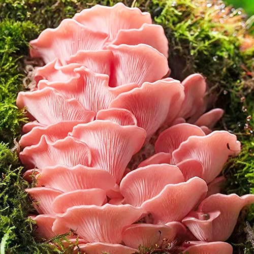150 Stück austern pilze samen mushroom fungi pilz - Seltene Pflanzenserie - bonsai topf garten geschenk winterfeste pflanzen für balkon plantura nachhaltige produkte geschenke gartenliebhaber von WJKWY-Q