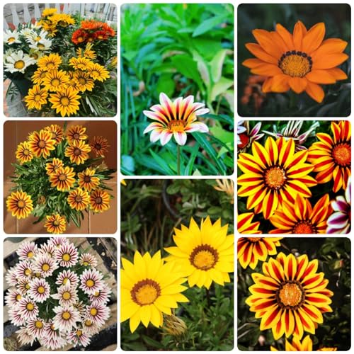 150 pcs Afrikanisches Ringkörbchen samen - dekoration wohnzimmer,Gazania rigens, wildblumensamen gewächshaus balkon kleine geschenke dachbegrünung zimmerpflanzen pflanzensamen bienenwiese von WJKWY-Q