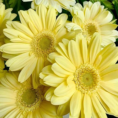 150 pcs Gerbera pflanze samen - büropflanzen,Gerbera jamesonii, kleines geschenk für frauen wildblumensamen mehrjährig bonsai topf robuste balkonpflanzen winterhart pflanzenkübel von WJKWY-Q