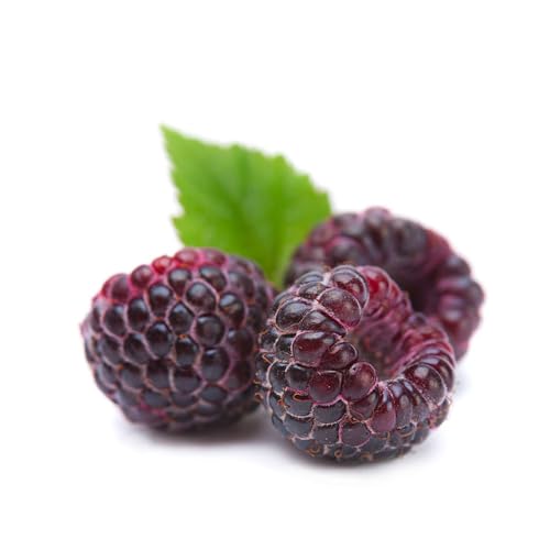 150 pcs obst samen himbeeren, früchte geschenke für gartenliebhaber Himbeer,Rubus idaeus,Seltene Pflanzen serie, spalierobst balkonpflanzen winterhart obstbäume bonsai samen deko wohnzimmer von WJKWY-Q