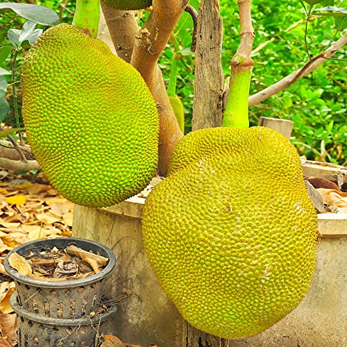 15Stück jackfrucht frisch Jackfruit Samen bio balkonpflanzen winterhart pflanzenkübel staude obst exotische früchte obstsamen bonsai topf kräutersamen kräutergarten geschenke von WJKWY-Q