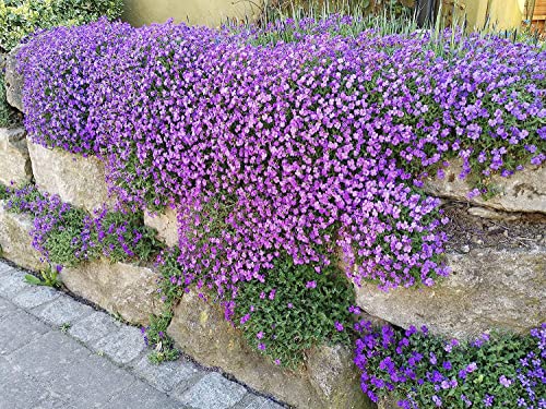 20 Stück blaukissen winterhart mehrjährig pflanze samen Aubrieta cultorum mini garten ingarden bienenwiese topf pflanze robuste balkonpflanzen blumensamen hochzeit gastgeschenk von WJKWY-Q