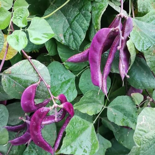 20 pcs Helmbohne samen kräutersamen winterharte kübelpflanzen Lablab purpureus, zimmerpflanze bio saatgut gartenkräuter bonsai samen kräutergarten küche pflanze topfpflanzen draußen von WJKWY-Q