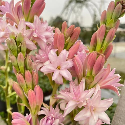 20 pcs Tuberose samen - balkonpflanzen winterhart zimmerbonsai bonsai Polianthes tuberosa, winterfeste pflanzen für balkon gartenarbeit winterharte pflanzen für garten bienen wiese von WJKWY-Q