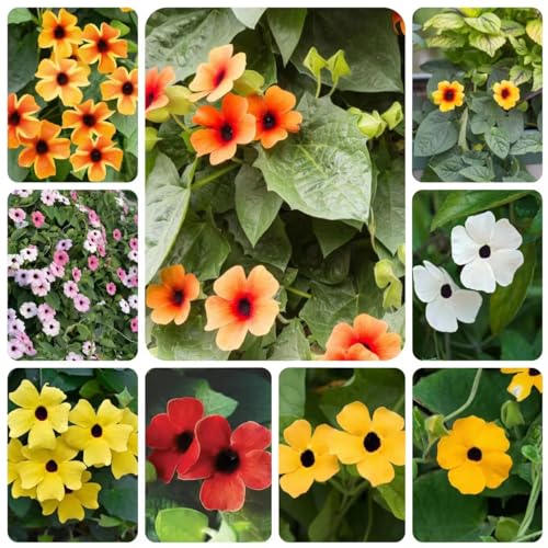 20 pcs schwarzäugige susanne - samen bienenfreundliche blumensamen Thunbergia alata,Blumensamen kletterpflanzen dekoration pflanztopf wildflower summer schmetterlingswiese von WJKWY-Q