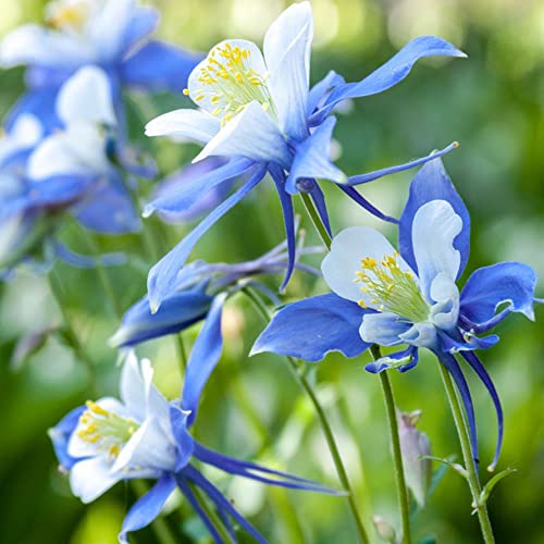 200 Akelei Pflanze Winterhart Samen Columbine Aquilegia - Exotische Pflanzen Serie - Winterfeste Pflanzen FüR Garten Balkonpflanzen Blumen Blumensamen Hochzeit Gastgeschenk Blumenwiese KräUter Saatgut von WJKWY-Q