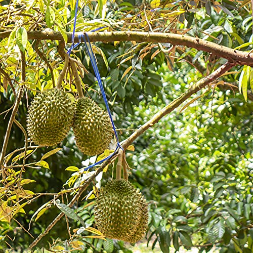 200 Stück durian frucht frisch kaufen samen pflanze - Seltene Pflanzen serie - plants kleines geschenk für frauen bonsai pflanztöpfe zimmerpflanzen dachbegrünung garden bäume garten winterhart von WJKWY-Q