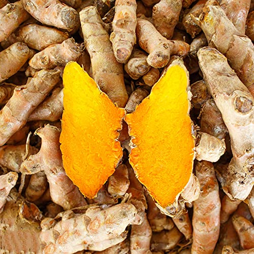 200 Stück kurkuma samen bio curcuma - Seltene Pflanzen kräutersamen serie - garten gartenkräuter gemüsesaat hochbeet saatgut spezielle balkon pflanze gemüsepflanzen pflanzendeko von WJKWY-Q