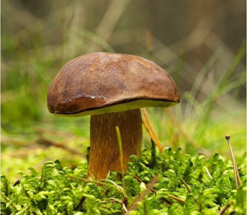 200 Stück pilze züchten samen mushroom fungi pilz - Seltene Pflanzenserie - pflanzen anzucht winterhart draußen pflanzen für balkonkästen winterhart kräutergarten balkon gemüsesaat von WJKWY-Q