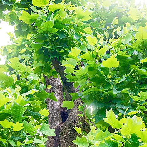 200 Stück tulpenbaum winterhart samen Liriodendron tulipifera - Seltene Pflanzen serie - pflanztöpfe steingartenpflanzen winterharte bäume zimmerpflanzen saat büropflanzen von WJKWY-Q