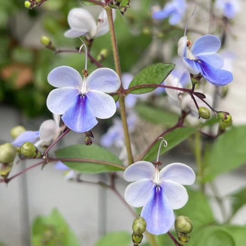 200 pcs Clerodendrum ugandense samen hochbeete für garten bienenwiese saatgut balkonblumen balkonpflanzen winterhart nachhaltige geschenke für frauen bienenwiese saatgut mehrjährig von WJKWY-Q