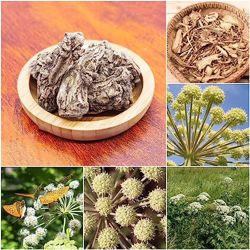 200 pcs engelwurz bio samen - herbs gewächshaus balkon,Angelica sinensis, kräuter samen kleine geschenke gemüsesamen alte sorten alte gemüsesorten samen küchenkräuter wintergemüse von WJKWY-Q