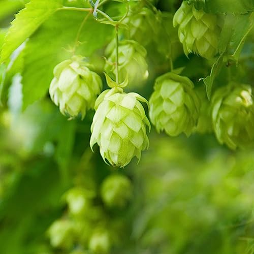 200 pcs hopfen pflanze winterhart samen balkon blumen gartenblumen - Humulus lupulus - hopfenpflanzen kaufen bienenweide saatgut bienenfreund bienenfreundliche blumensamen balkon von WJKWY-Q