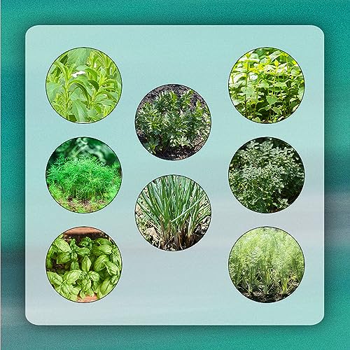 200 pcs kräutersamen set mehrjährig - herbs saat winterharte stauden mehrjährig,kräuter samen mix set, kräuterlinge pflanzensamen kräuterbeet balkonpflanzen winterhart bonsai baum von WJKWY-Q