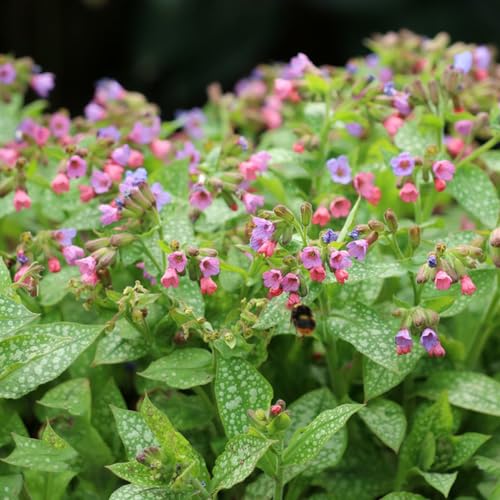 200 pcs lungenkraut samen - ausgefallene geschenke,Pulmonaria rubra, pflanzensamen saatgut alte sorten balkon blumen pflanzenkübel winterfeste pflanzen für balkon balkonpflanzen winterhart von WJKWY-Q