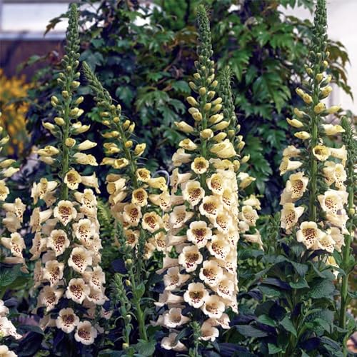 25 pcs fingerhut pflanzen samen plants exotische samen gartensamen,Digitalis purpurea, balkon deko blumenwiese bonsai topf balkonpflanzen deko büro mittagsblume winterhart pflanze von WJKWY-Q