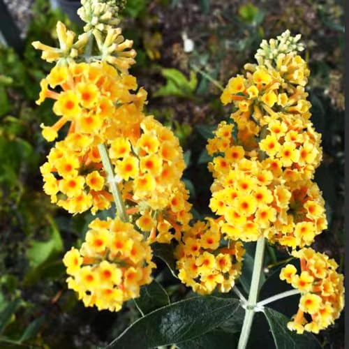 25 pcs schmetterlingsflieder winterhart samen plant wiesenblumen samen Buddleia dreifarbiger,sommerflieder wildblumensamen mehrjährig winterhart saat wildblumensamen mehrjährig pflanzen von WJKWY-Q