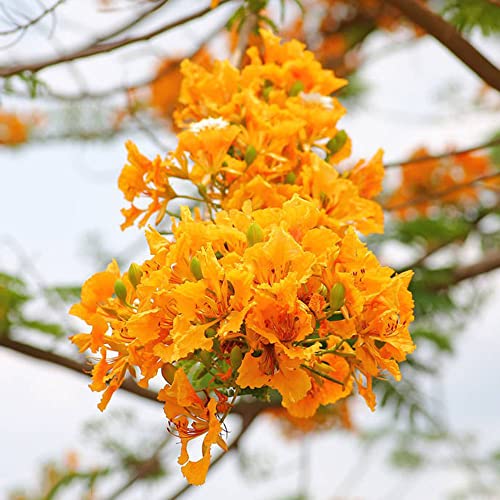250 Stück flammenbaum bonsai samen Flammenbaums Flamboyant - Seltene Pflanzen serie - geschenke für gartenfreunde garten geschenk balkonpflanzen winterhart mehrjährig winterharte pflanzen garten von WJKWY-Q