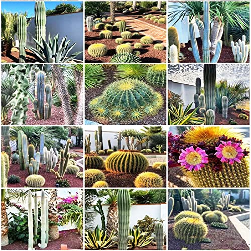 250 Stück kaktus pflanze samen cactus kakteen fleischfressende pflanzen Sukkulenten succulent plants mix indoor kräutergarten winterfeste pflanzen für kübel kräuterlinge kräuter von WJKWY-Q