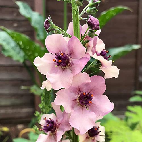 250 Stück königskerze pflanze samen mullein Verbascum thapsiforme - Seltene Pflanzen serie - bonsai topf wildblumensamen mehrjährig pflanztopf bodendecker samen winterhart von WJKWY-Q