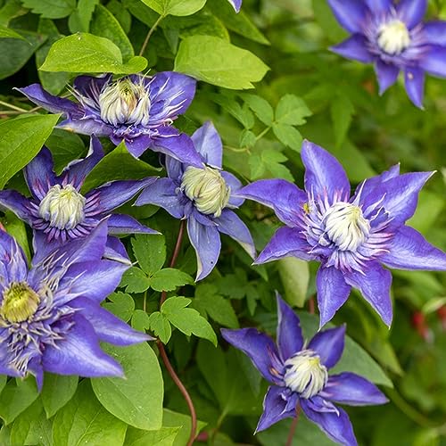 250 pcs clematis winterhart mehrjährig samen - topfpflanzen draußen winterhart kräuter pflanzen,Clematis florida, zimmerpflanzen wenig lichtbedarf kräutergarten geschenk wiesensaatgut von WJKWY-Q