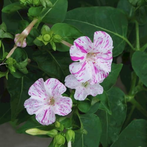 250 pcs wunderblume samen mehrjährig - pflanztopf garten geschenke für männer Mirabilis jalapa, robuste balkonpflanzen winterhart büropflanzen blumenwiese samen mehrjährig winterhart von WJKWY-Q