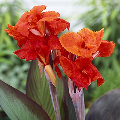 2zwiebeln Cannas Orange Canna Lily Knollen Blumenzwiebeln Geschenke FüR Pflanzenliebhaber Balkon Deko Pflanzen Garten Stauden Balkonpflanzen Winterhart Blumen Luftreinigende Zimmerpflanzen von WJKWY-Q