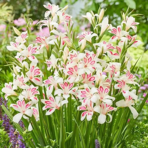 3 StüCk Gladiolen Zwiebeln Winterhart MehrjäHrig - Seltene Pflanzen Serie - Geschenke FüR Pflanzenliebhaber Blumenzwiebeln Hydroponik Flowers Indoor Garten Blumendeko Balkon von WJKWY-Q