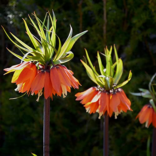 3 Stück kaiserkronen - zwiebeln knollen zwiebel kaiserkrone Fritillaria plant winterlinge zwiebeln winterhart mehrjährig fensterbank deko innen blumenwiese zimmerpflanzen pflanzenkübel von WJKWY-Q