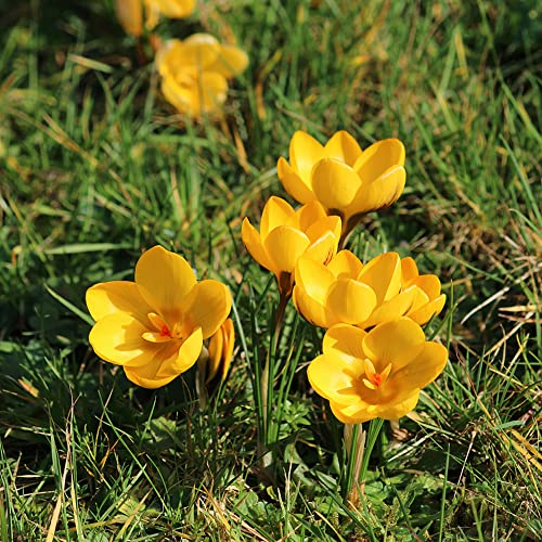 3 Stück krokus zwiebeln gelb krokusse zwiebeln winterhart mehrjährig safran Seltene Pflanzenserie - Hydroponik winterharte balkonpflanzen blumen geschenk bodendecker pflanzen praktische geschenke von WJKWY-Q