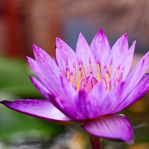 30 pcs lotus seeds samen - bloom pflanzenkübel mini garten teichpflanzen winterhart,Nelumbo nucifera, nachhaltige produkte blumenwiese wildflower summer pflanztopf blumen geschenk von WJKWY-Q