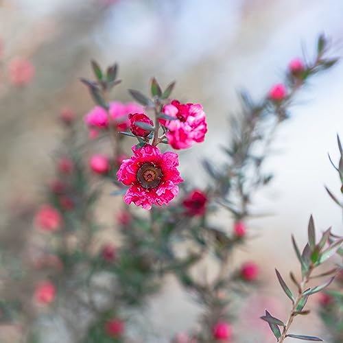 30 pcs manuka baum samen - robuste balkonpflanzen winterhart,Leptospermum scoparium, schmetterlingsflieder bäume kaufen blumenwiese samen winterharte pflanzen für garten von WJKWY-Q