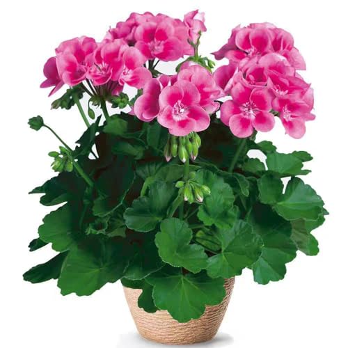 30 pcs winterharte geranien samen balkon pflanzen winterfest bienen wiese Pelargonium hortorum,geranie urban gardening zimmerpflanzen wenig lichtbedarf geschenke für gartenfreunde von WJKWY-Q