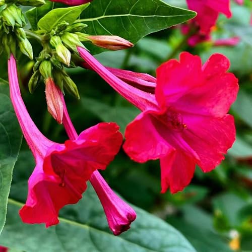 30 pcs wunderblume samen - kleines geschenk für frauen Mirabilis jalapa, gewächshaus balkon bienenweide saatgut schmetterlingsflieder pflanzenkübel mittagsblume winterhart büropflanzen von WJKWY-Q