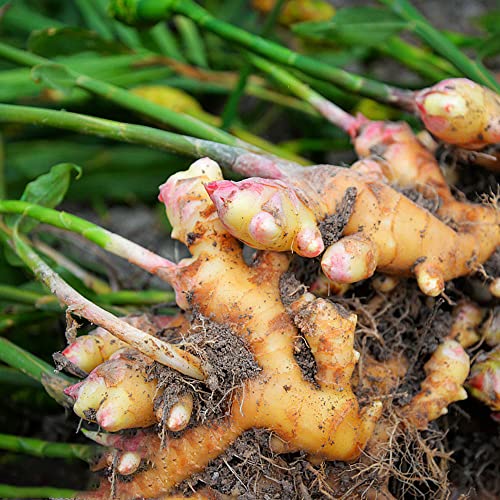 300 Stück ingwer samen zum einpflanzen - Seltene Pflanzen serie - winterharte pflanzen für garten winterharte balkonpflanzen kräuter garden ingarden von WJKWY-Q