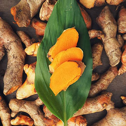 300 Stück kurkuma samen Pflanzen curcuma - Seltene Pflanze kräutersamen serie - gartenpflanzen balkon kräuter wildkräuter zimmerpflanzen deko garten kräutergarten geschenk von WJKWY-Q