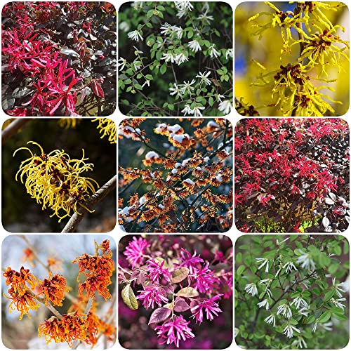 300 Stück samen zaubernuss pflanze winterhart Hamamelis virginiana - Seltene Pflanzen serie - blumenwiese gastgeschenk blumensamen mix hochbeett pflanzen topf flower zimmerbonsai bonsai von WJKWY-Q