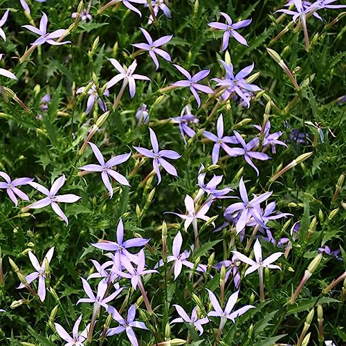 300 pcs Isotoma fluviatilis samen fensterbank deko innen Bodendecker wildflower summer winterfeste pflanzen für balkon blumen saatgut zimmerpflanzen zimmerbonsai bonsai blumensaat pflanzendeko von WJKWY-Q