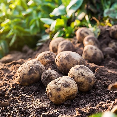 300 pcs Kartoffel Samen - Solanum Tuberosum - Seeds, Pflanzen Samen Indoor saatkartoffeln pflanzkartoffeln Gemüsesamen Pflanzen, Pflanze Pflanzen Winterhart Draußen, Planzen Balkon von WJKWY-Q