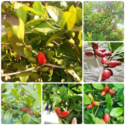 300 pcs Wunderfrucht samen baumsamen bohnenkraut samen Synsepalum dulcificum, obstbäume winterharte kübelpflanzen obstbäume kaufen obstsamen luftreinigende zimmerpflanzen von WJKWY-Q