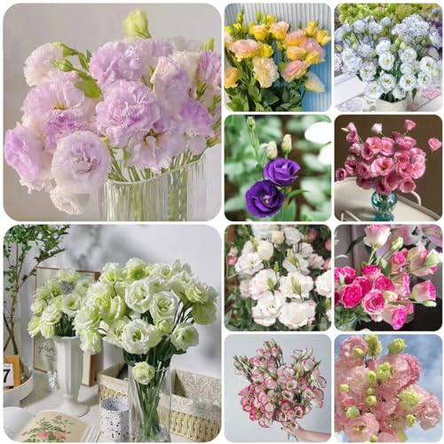 300 pcs eustoma pflanze samen - blumensamen gastgeschenk Eustoma grandiflorum,lisianthus dekoration gewächshaus balkon bodendecker blumenwiese samen mehrjährig von WJKWY-Q