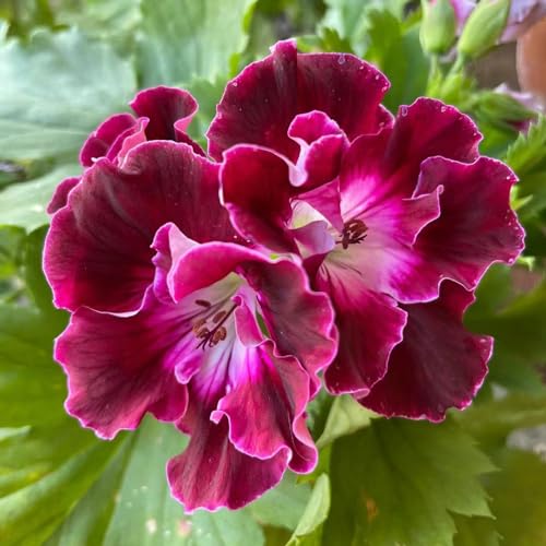 300 pcs geranien samen hängend geschenke für gartenfreunde Pelargonium hortorum,geranie balkon pflanzen winterfest bienen wiese balkonpflanzen winterhart mehrjährig bodendecker winterhart von WJKWY-Q