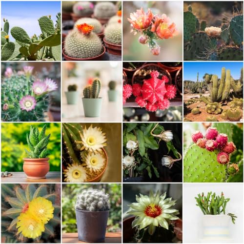 300 pcs kaktus samen mix - winterharte kübelpflanzen kräuter kakteen samen,fleischfressende pflanzen,Sukkulenten succulent plants deko modern kräuterbeet ausgefallene geschenke von WJKWY-Q