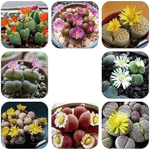 300 pcs lithops lebende steine pflanze samen - nachhaltige geschenke für frauen fleischfressende pflanzen,Sukkulenten succulent plants,sukkulente pflanztöpfe deko pflanze kräutergarten von WJKWY-Q