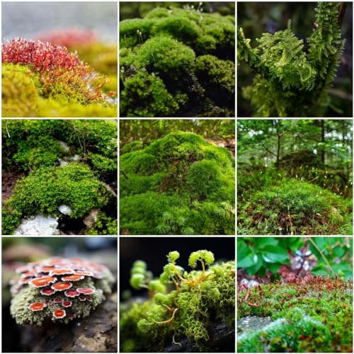 300 pcs moos samen garten - luftreinigende zimmerpflanzen,Bryophyta moss, pflanzen garten beet balkon deko geschenk garten bonsai topf balkonpflanzen pflanzensamen kunst pflanzen von WJKWY-Q