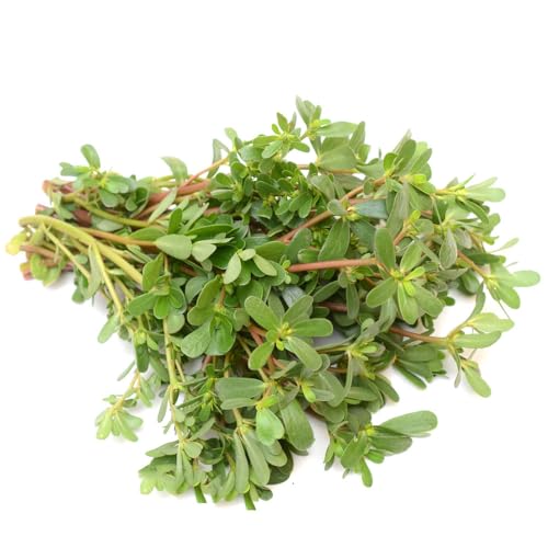 300 pcs portulak samen blumen - deko wohnzimmer modern blumensamen,Portulaca oleracea,winterportulak dekoration zimmerpflanzen wenig lichtbedarf kräutersamen gartenarbeit gartenpflanzen von WJKWY-Q